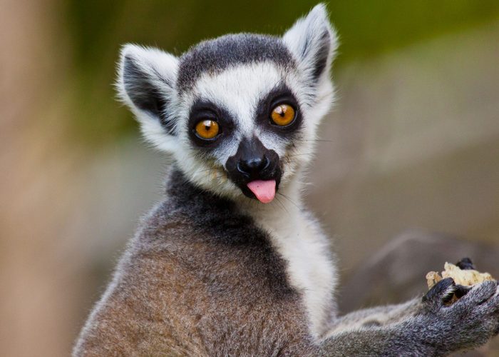 Ring-tailed,Lemur,(lemur,Catta)